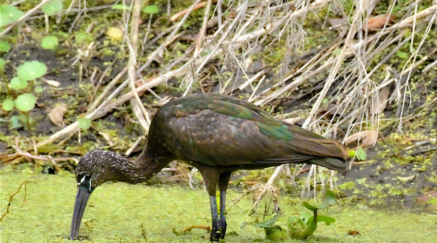 Glossy ibis use their highly sensitive, long, curved beaks to find food in places where they can’t see.