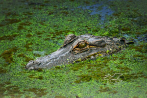 An American alligator swims silently through water covered in duckweed.