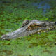 American Alligators Love Warm Days