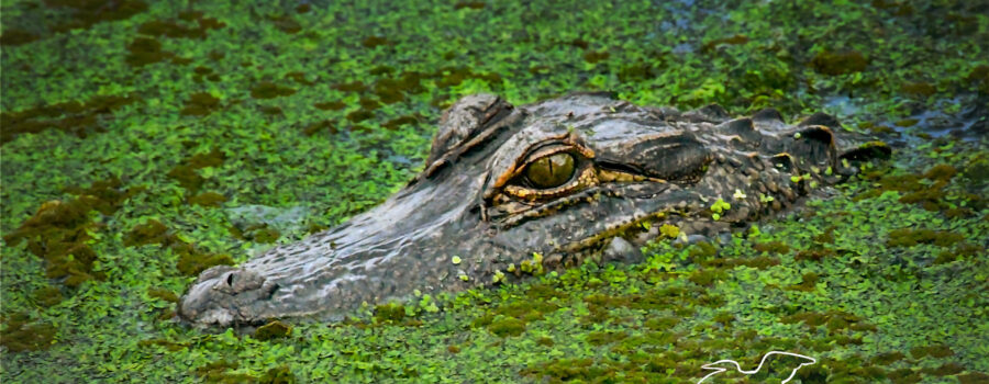 An American alligator swims silently through water covered in duckweed.