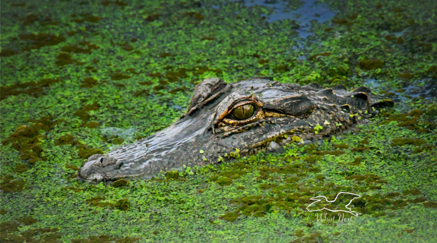 An American alligator swims silently through water covered in duckweed.