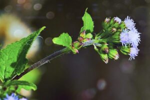 A blue flossflower reaches towards the sun on a quiet winter day.