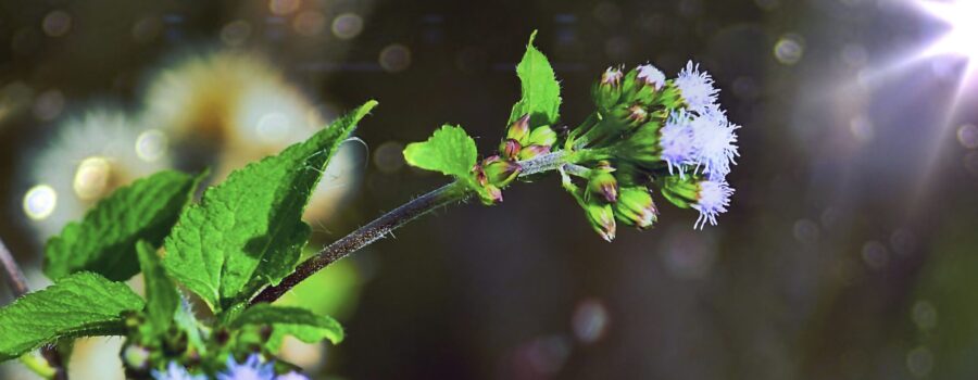 A blue flossflower reaches towards the sun on a quiet winter day.