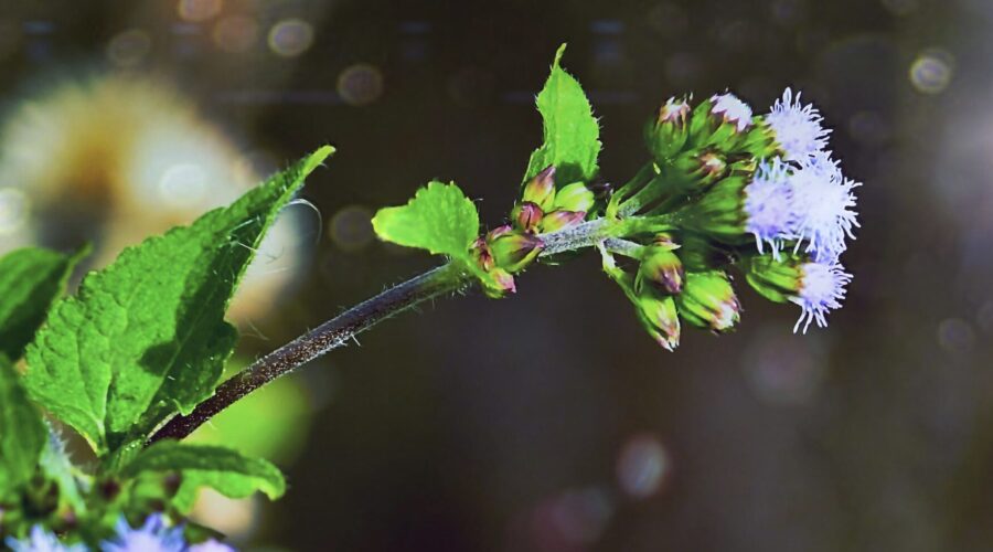 A blue flossflower reaches towards the sun on a quiet winter day.