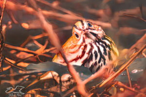 A cute little ovenbird pops out of the brush and curiously looks around.