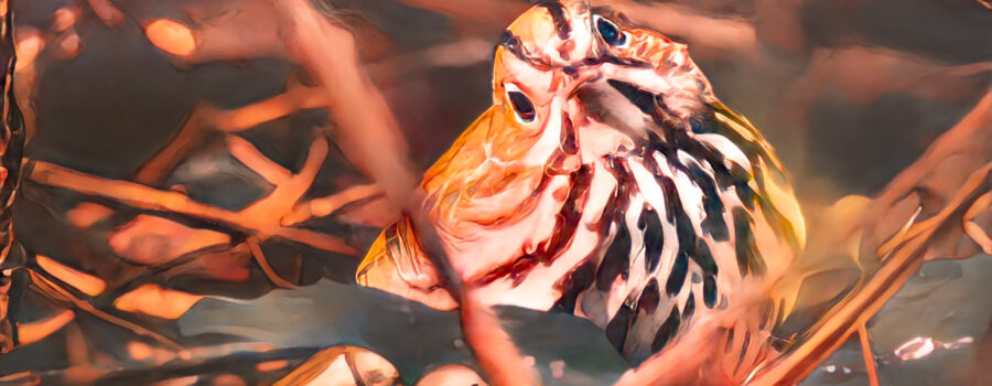 A cute little ovenbird pops out of the brush and curiously looks around.