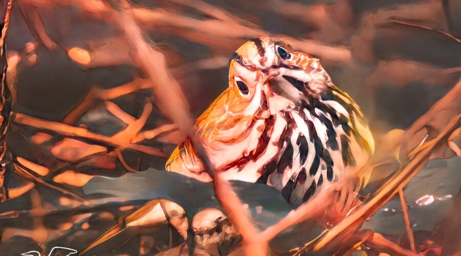 A cute little ovenbird pops out of the brush and curiously looks around.