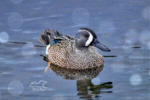 A male blue winged teal has just surfaced from a dive and is covered in water droplets.
