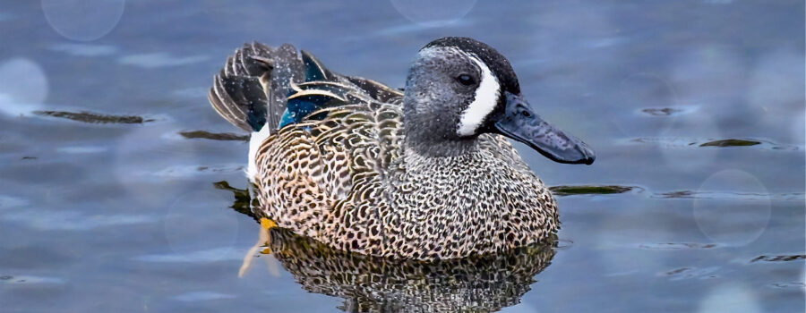 A male blue winged teal has just surfaced from a dive and is covered in water droplets.