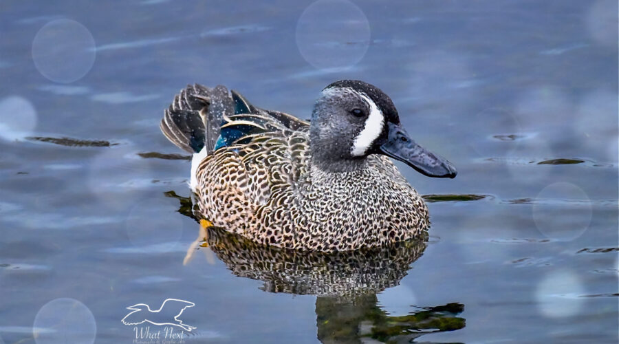 A male blue winged teal has just surfaced from a dive and is covered in water droplets.