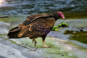 A turkey vulture strides across the beach towards the water to get a drink.