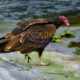 Turkey Vultures are Important for the Environment
