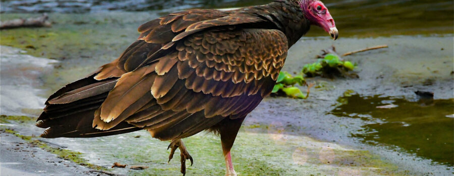 A turkey vulture strides across the beach towards the water to get a drink.