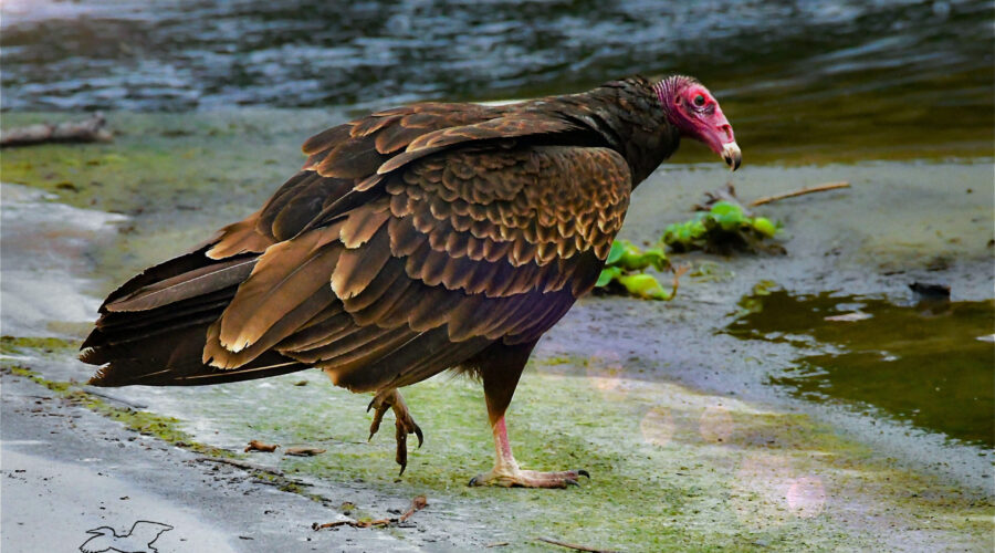A turkey vulture strides across the beach towards the water to get a drink.