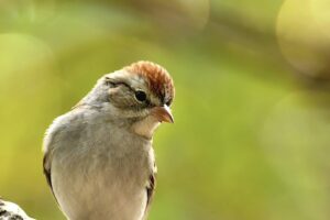 Chipping sparrows are very curious as seen in this little bird who is looking with interest at something.
