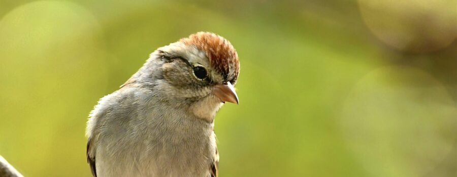 Chipping sparrows are very curious as seen in this little bird who is looking with interest at something.