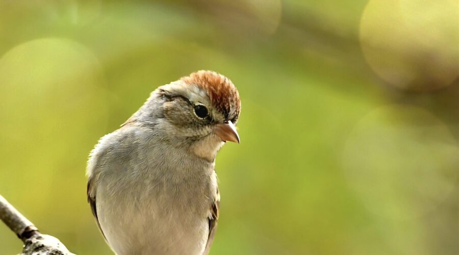Chipping sparrows are very curious as seen in this little bird who is looking with interest at something.