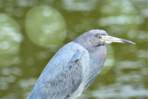 A little blue heron perches on a dock post that provides a good look both up and down the waterway.