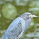 A Little Blue Heron on the Water is a Beautiful Sight