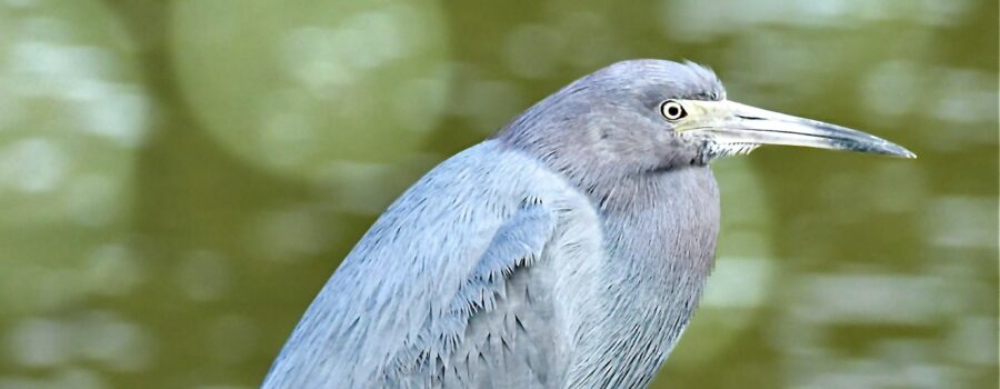 A little blue heron perches on a dock post that provides a good look both up and down the waterway.