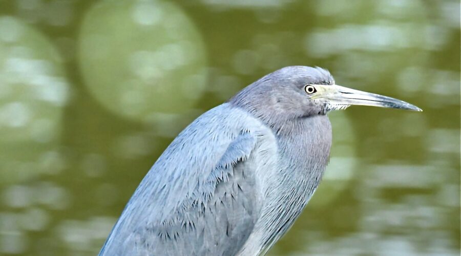 A little blue heron perches on a dock post that provides a good look both up and down the waterway.