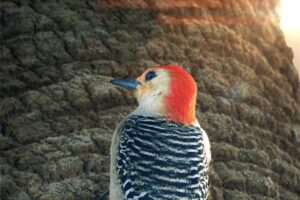 A handsome male red bellied woodpecker climbs up a palm tree in the late afternoon sun.