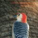 Colorful Red Bellied Woodpeckers Love Many Habitats