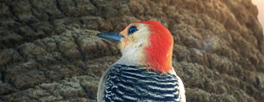 A handsome male red bellied woodpecker climbs up a palm tree in the late afternoon sun.