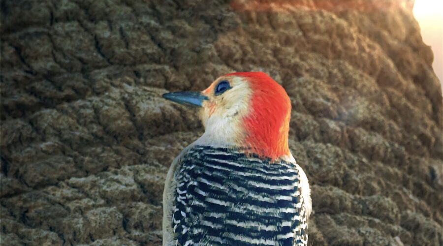 A handsome male red bellied woodpecker climbs up a palm tree in the late afternoon sun.