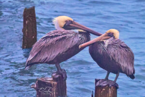 A pair of brown pelicans settle in for the night on side by side pylons.