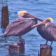 Brown Pelicans are Always Fun in Beautiful Cedar Key