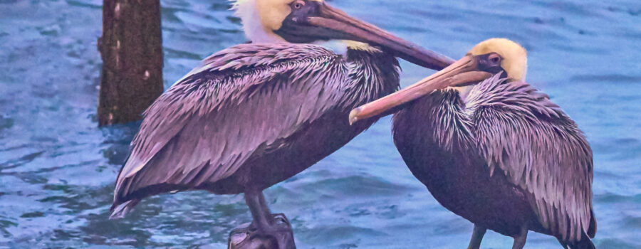 A pair of brown pelicans settle in for the night on side by side pylons.