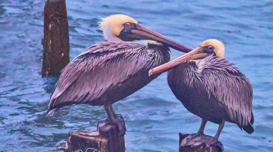 A pair of brown pelicans settle in for the night on side by side pylons.