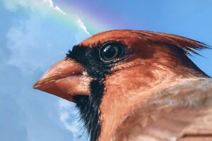 A dominant male cardinal, photographed in profile, looks out across his territory.
