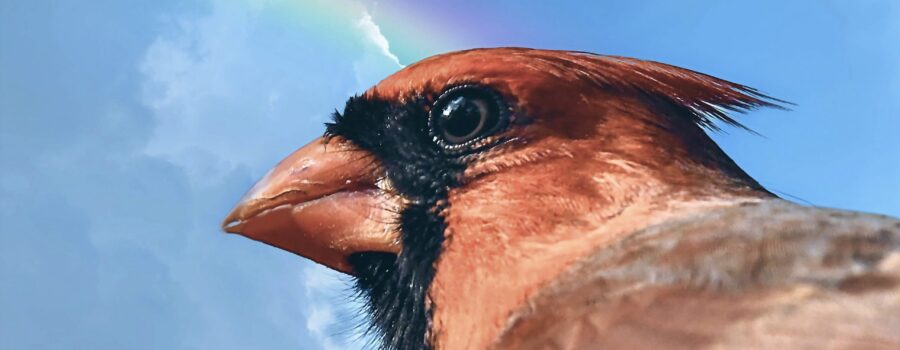 A dominant male cardinal, photographed in profile, looks out across his territory.