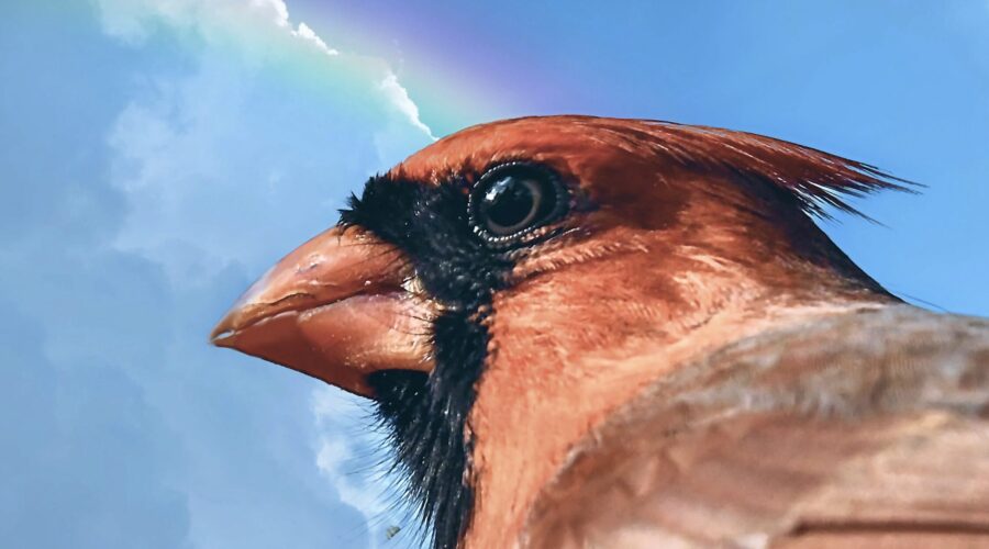 A dominant male cardinal, photographed in profile, looks out across his territory.