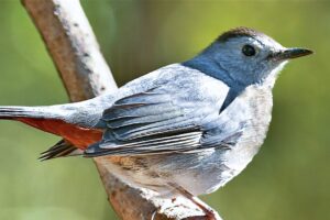 A small grey and orange grey catbird is perched on a slender branch. The background is a soft, blurred green, highlighting the bird's vivid colors.
