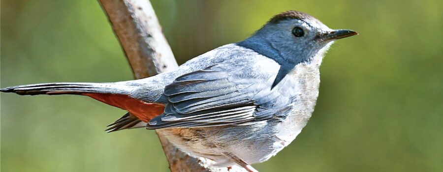 A small grey and orange grey catbird is perched on a slender branch. The background is a soft, blurred green, highlighting the bird's vivid colors.