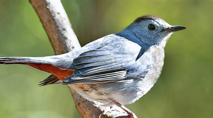 A small grey and orange grey catbird is perched on a slender branch. The background is a soft, blurred green, highlighting the bird's vivid colors.