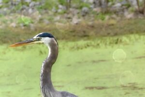 A great blue heron rests quietly and comfortably near a duckweed covered pond.