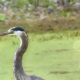 Great Blue Herons Can Be Peaceful and Beautiful