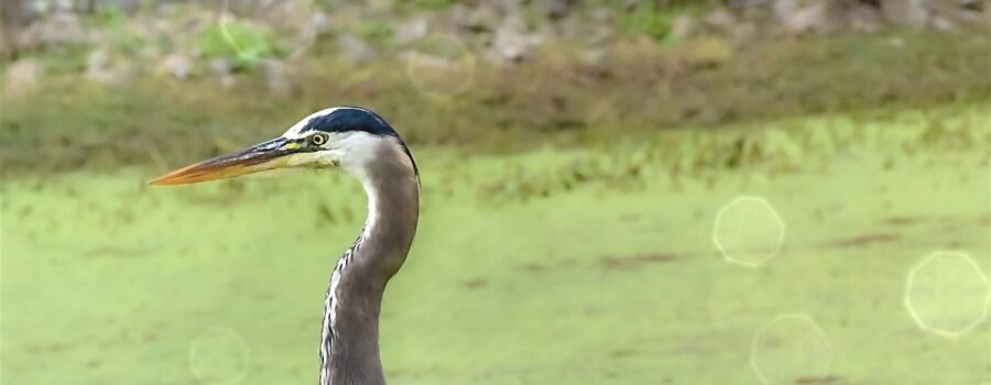 A great blue heron rests quietly and comfortably near a duckweed covered pond.