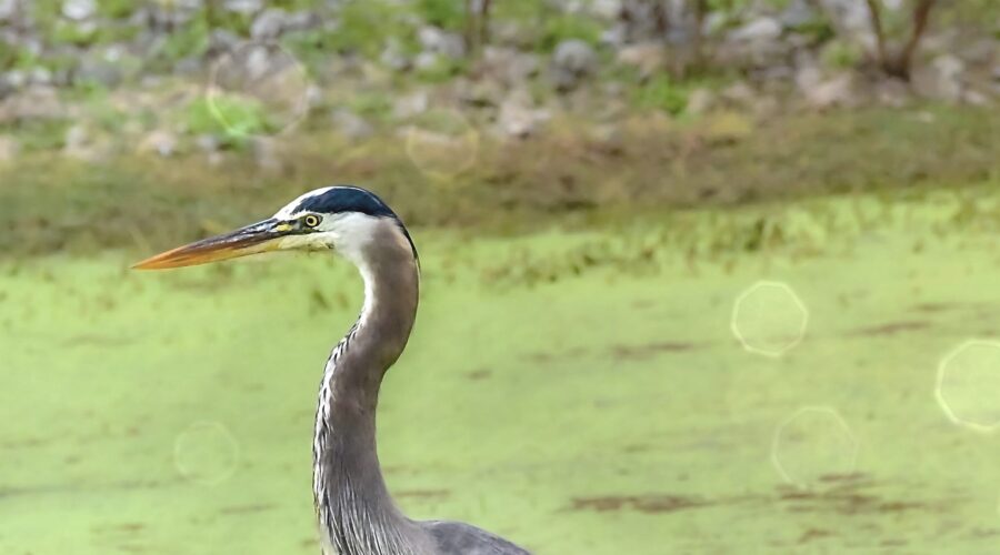 A great blue heron rests quietly and comfortably near a duckweed covered pond.