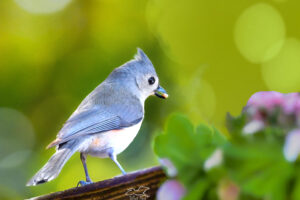 A tufted titmouse grabs a treat before flying off to the woods to enjoy it.