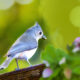 The Beautiful Tufted Titmouse is a Year Round Resident
