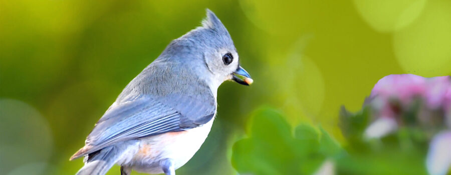 A tufted titmouse grabs a treat before flying off to the woods to enjoy it.