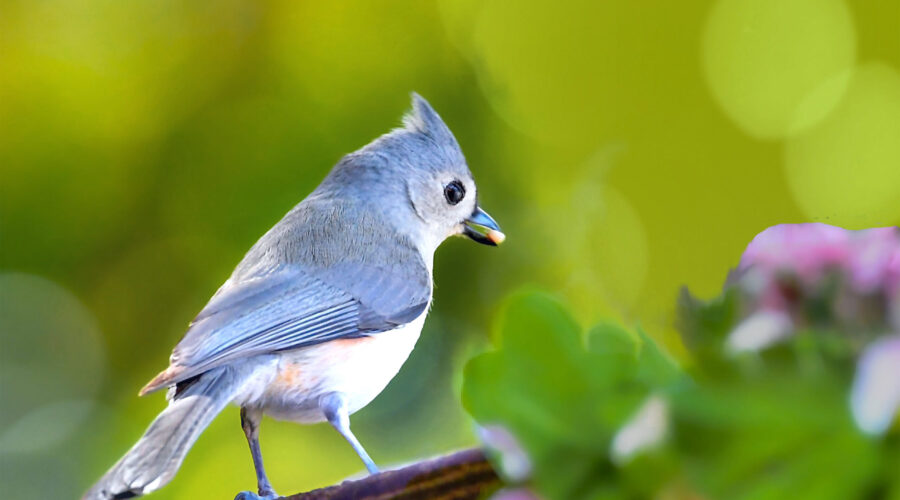 A tufted titmouse grabs a treat before flying off to the woods to enjoy it.