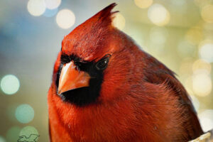 A male eastern cardinal poses perfectly for his head shot.