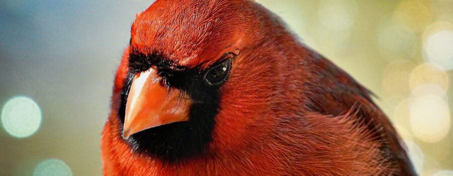 A male eastern cardinal poses perfectly for his head shot.