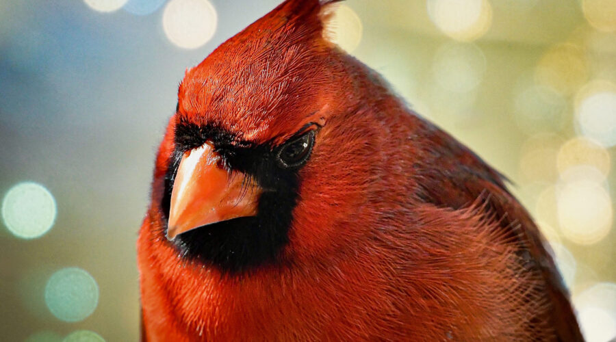 A male eastern cardinal poses perfectly for his head shot.
